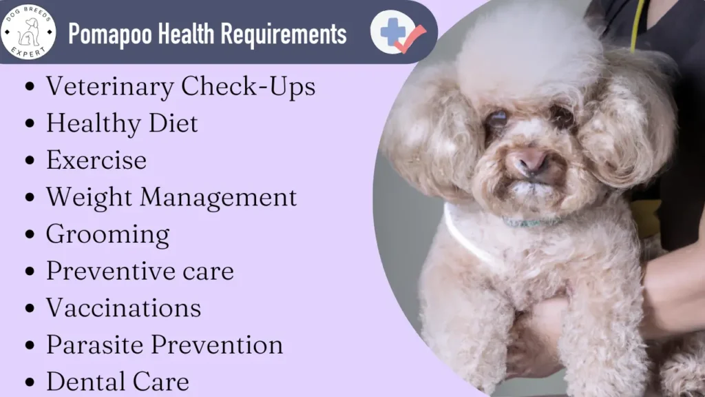 Pomapoo Health Requirements