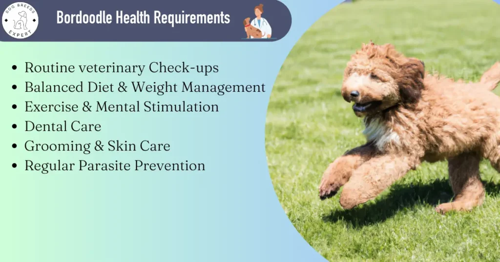 Bordoodle health requirements