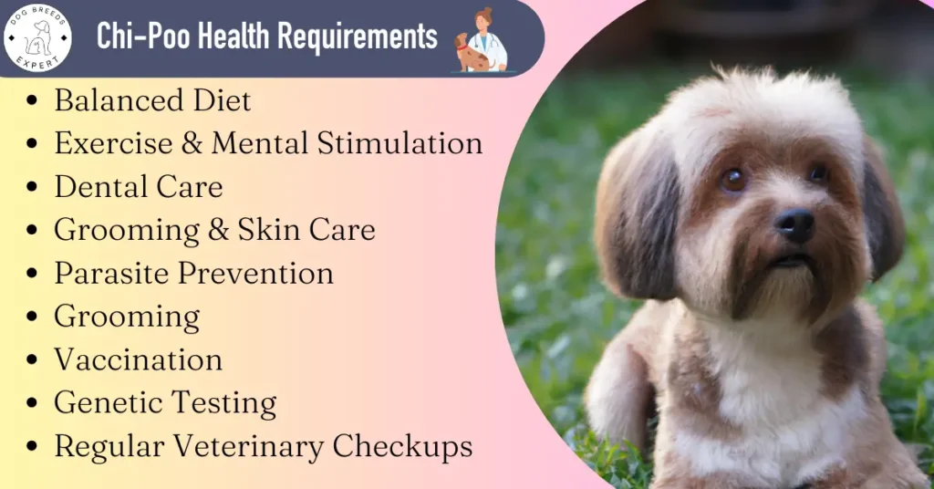 ChiPoo health requirements