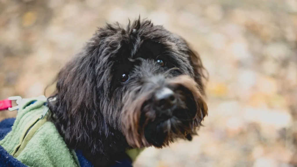 Aussiedoodle