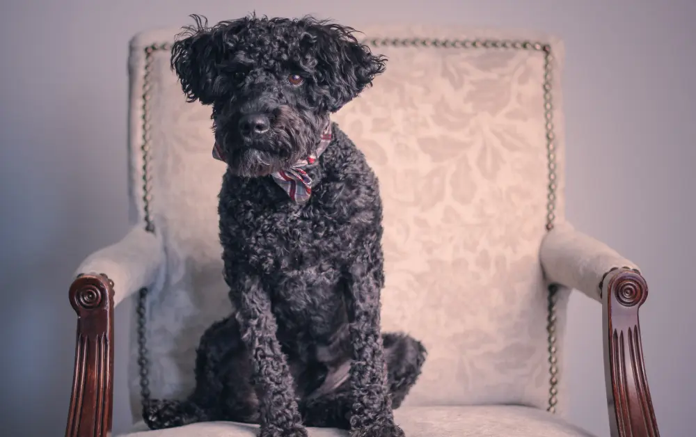Schnoodle