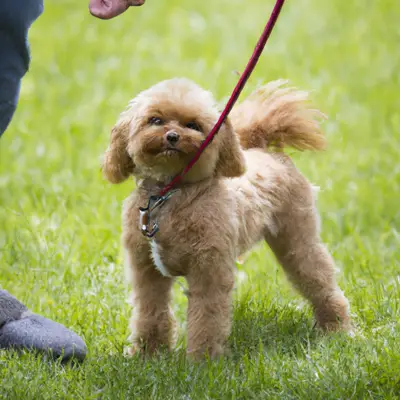 ChiPoo