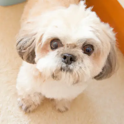 Shih-Poo