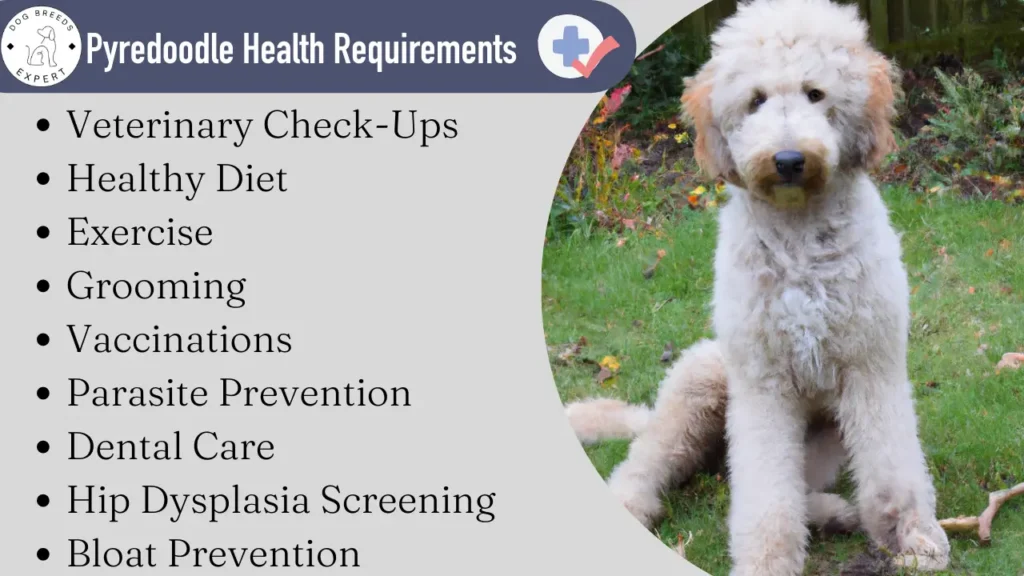 Pyredoodle health requirements