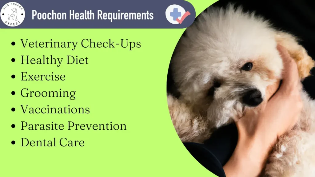 Poochon health requirements