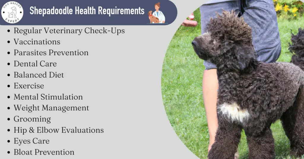 Shepadoodle Health Requirements