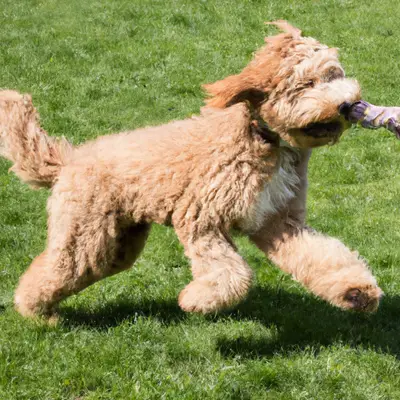 Bordoodle