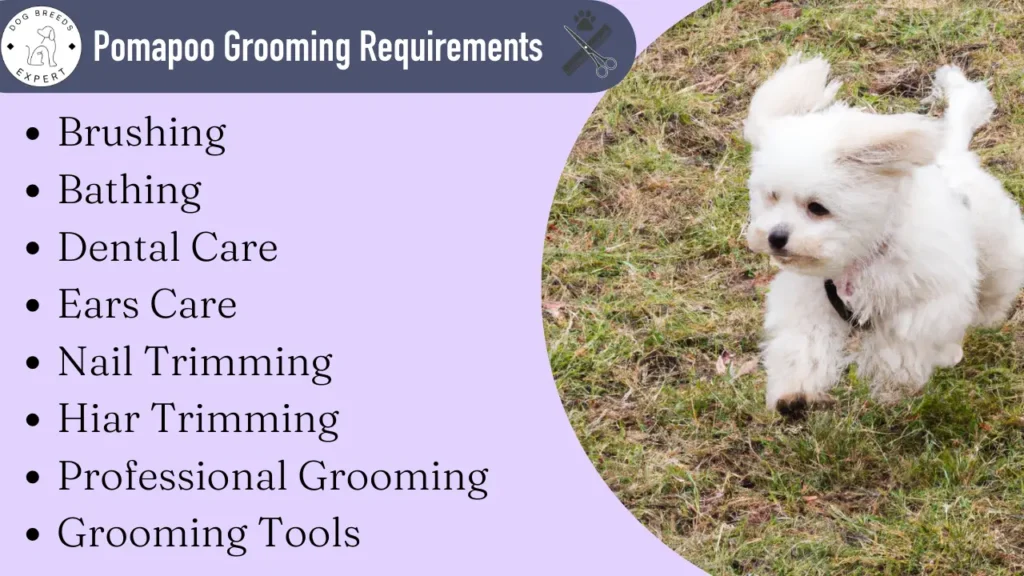 Pomapoo grooming requirements.