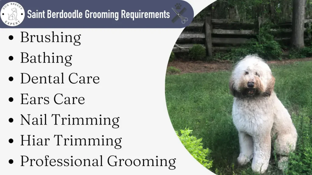 Saint Berdoodle grooming requirements.