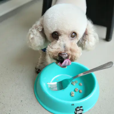 Poochon eating