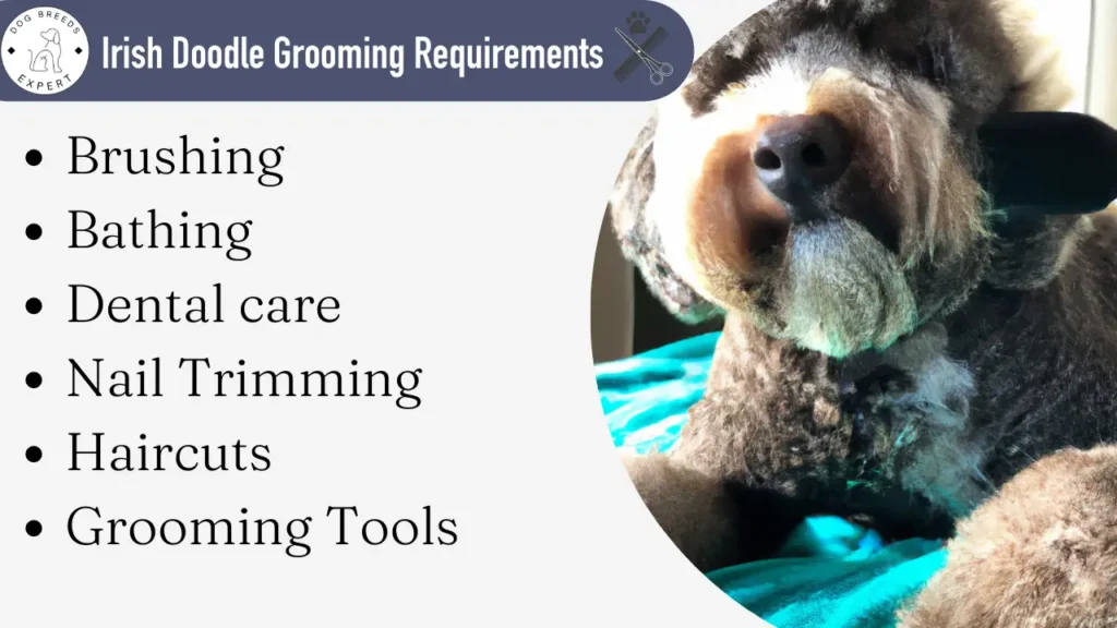 Irish Doodle grooming requirements