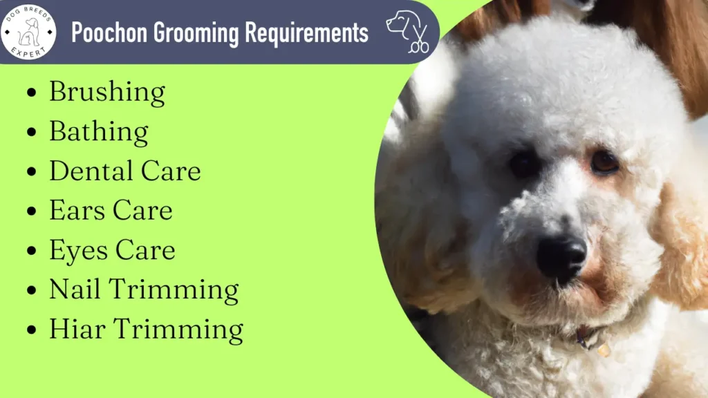 Poochon Mixed Dog Breed grooming requirements