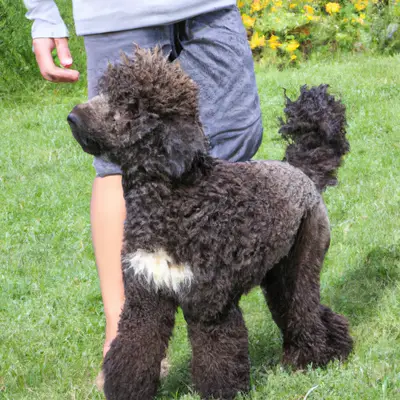 Sheepadoodle