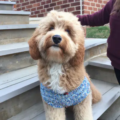 Bordoodle