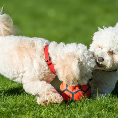 poogle playing