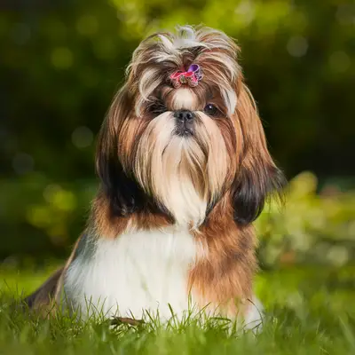 Shih Tzu