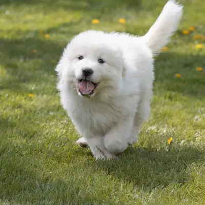 Great Pyrenees