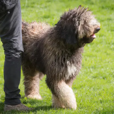Sheepadoodle