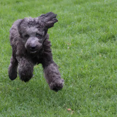 Weimardoodle