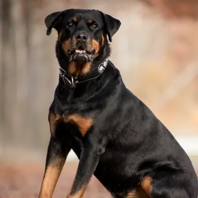 Rottweiler