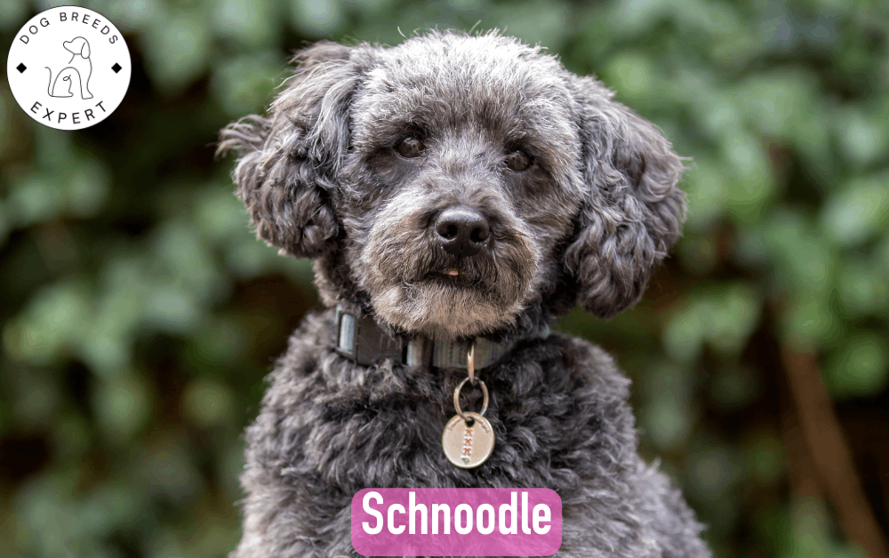 Schnoodle