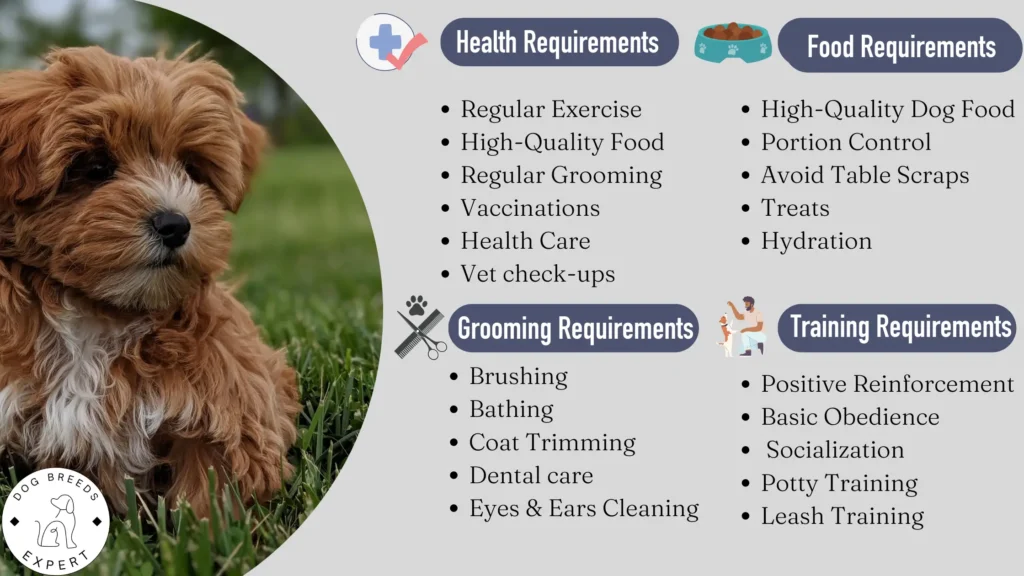 Yorkipoos needs and requirements.