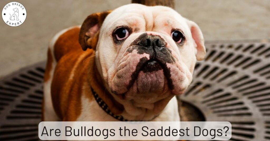 Are Bulldogs the Saddest Dogs?