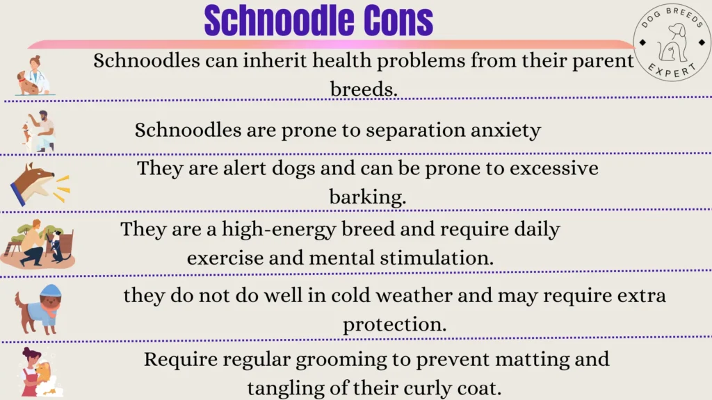 schnoodle cons