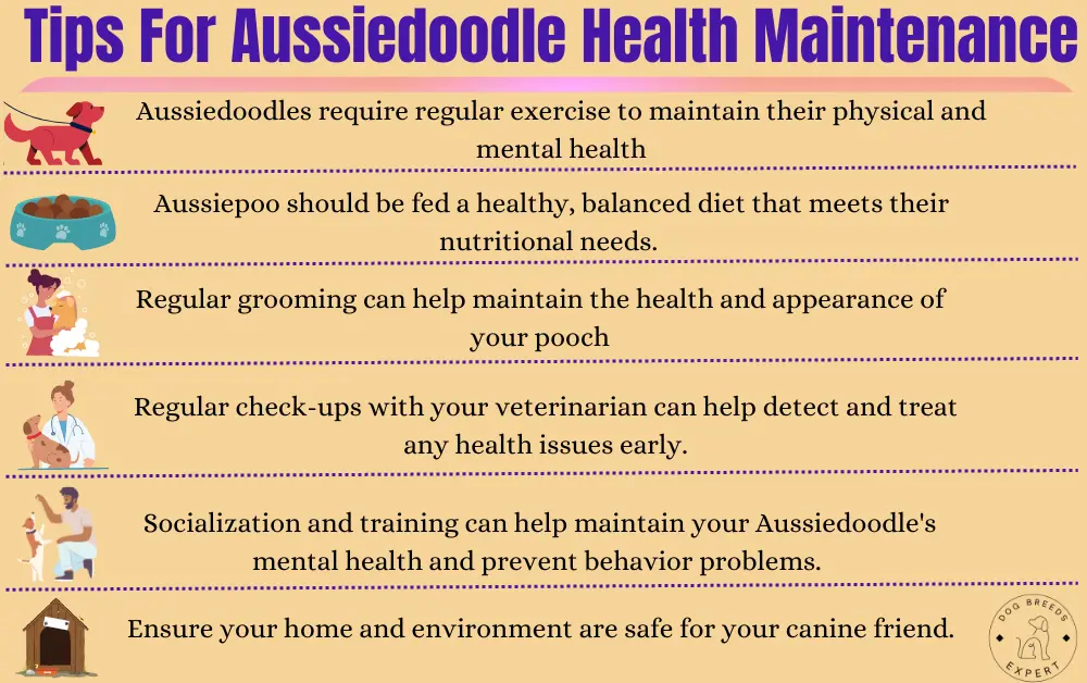Tips For Aussiedoodle Health Maintenance