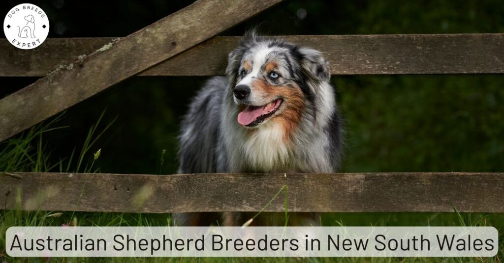 Australian Shepherd Breeders in New South Wales (NSW) | List Of 3 Local Breeders