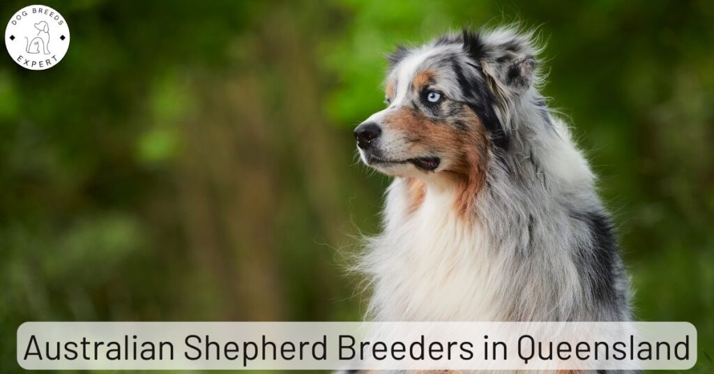 Australian Shepherd Breeders in Queensland (QLD) | List Of 3 Local Breeders