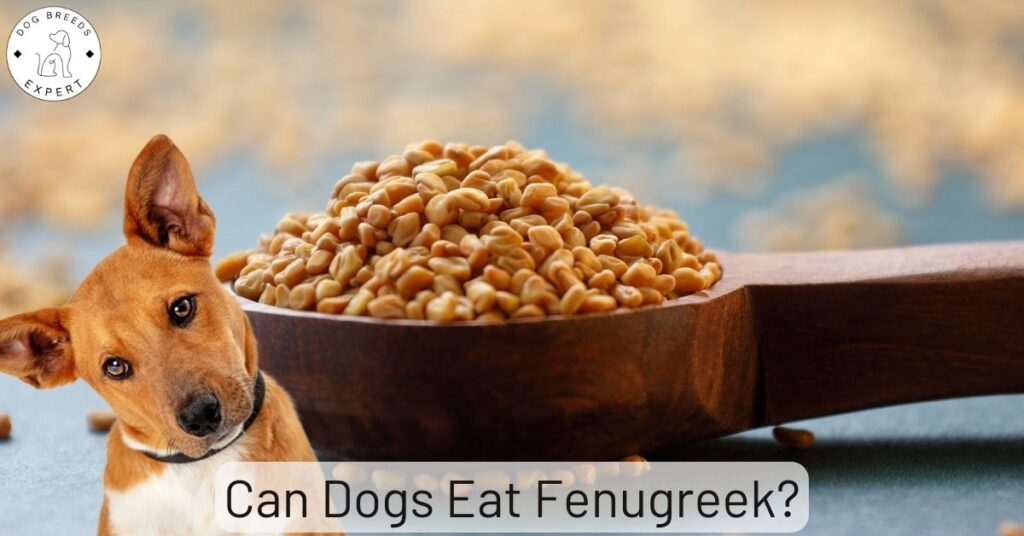 Can Dogs Eat Fenugreek?