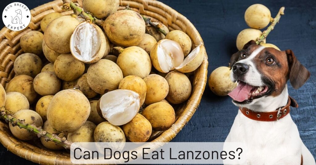 Can Dogs Eat Lanzones?