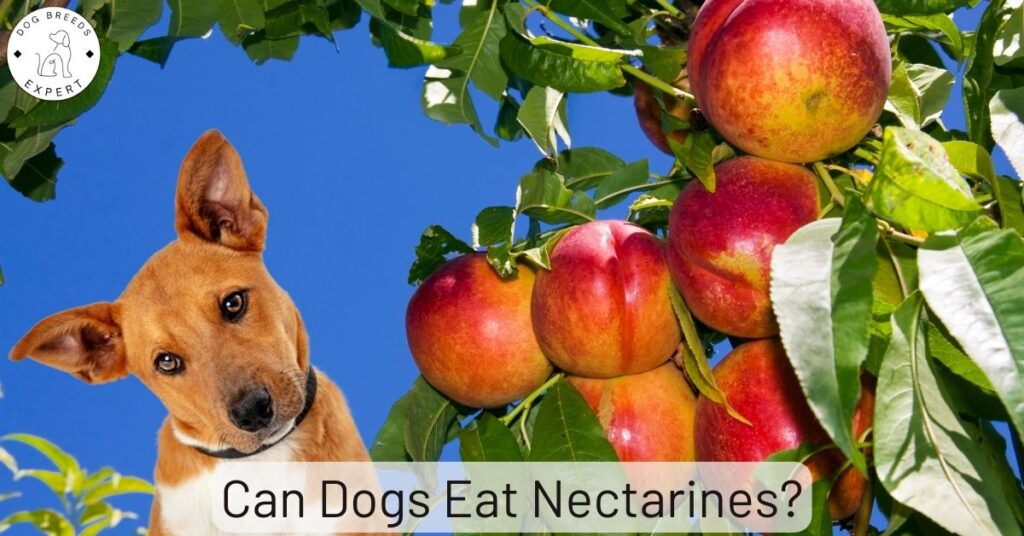 Can Dogs Eat Nectarines?