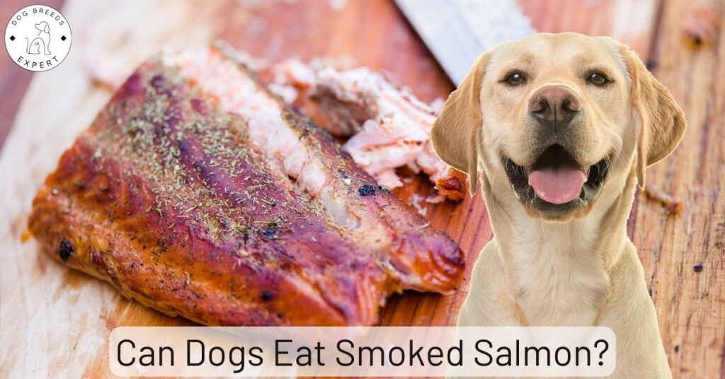 Can Dogs Eat Smoked Salmon