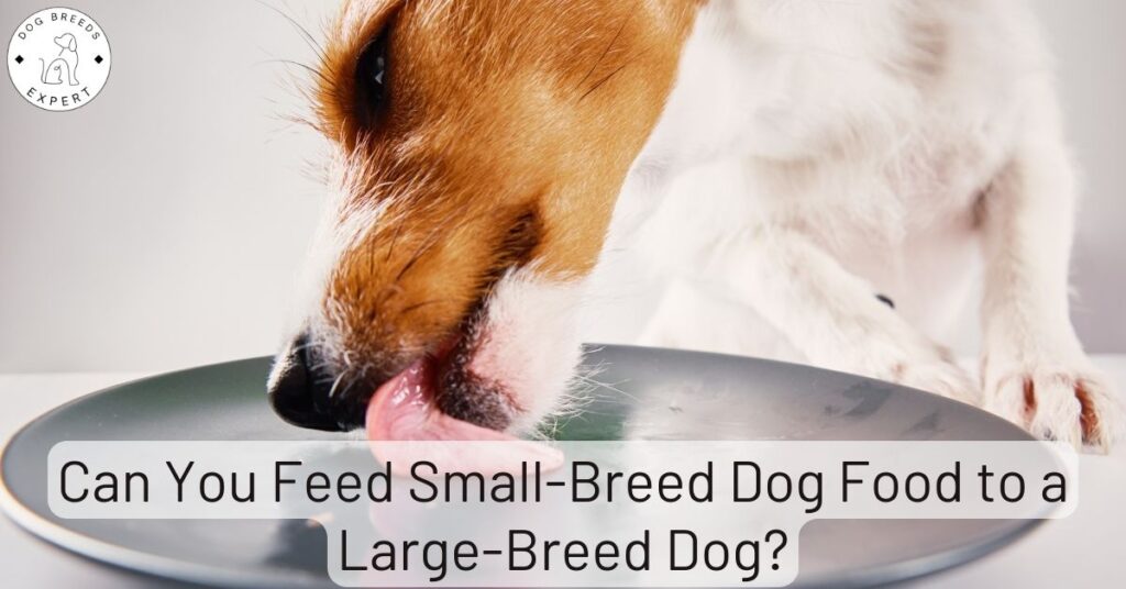 Can You Feed Small-Breed Dog Food to a Large-Breed Dog