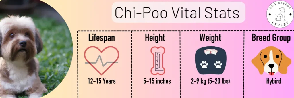 Chi-Poo vital stats