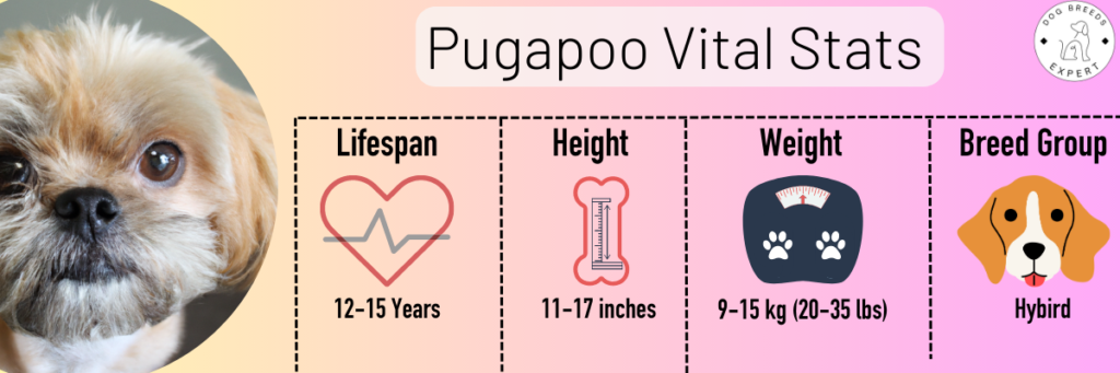 Pugapoo Vital Stats