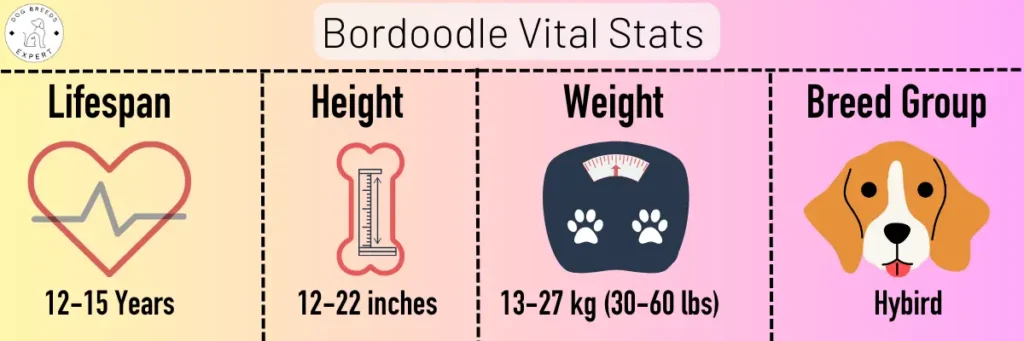 Bordoodle vital stats