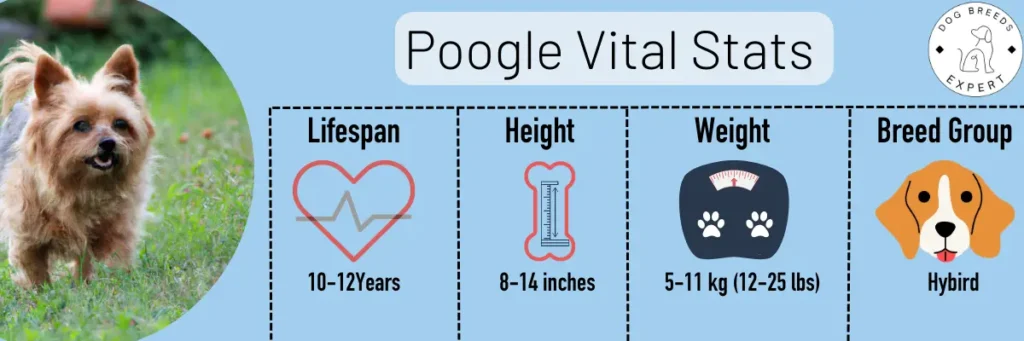 poogle vital stats