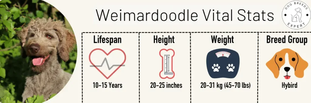 Weimardoodle vital stats