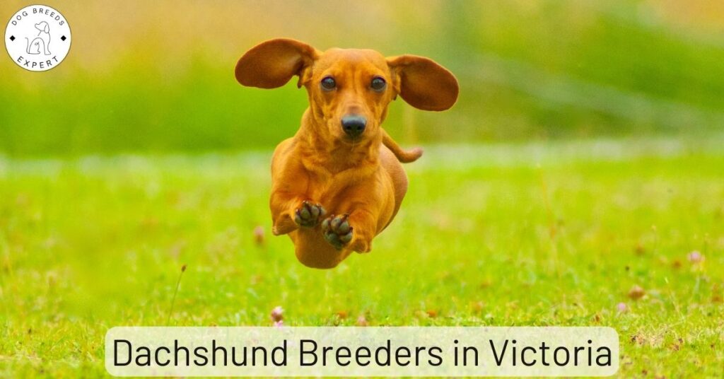 Dachshund Breeders in Victoria | List Of 2 Local Breeders
