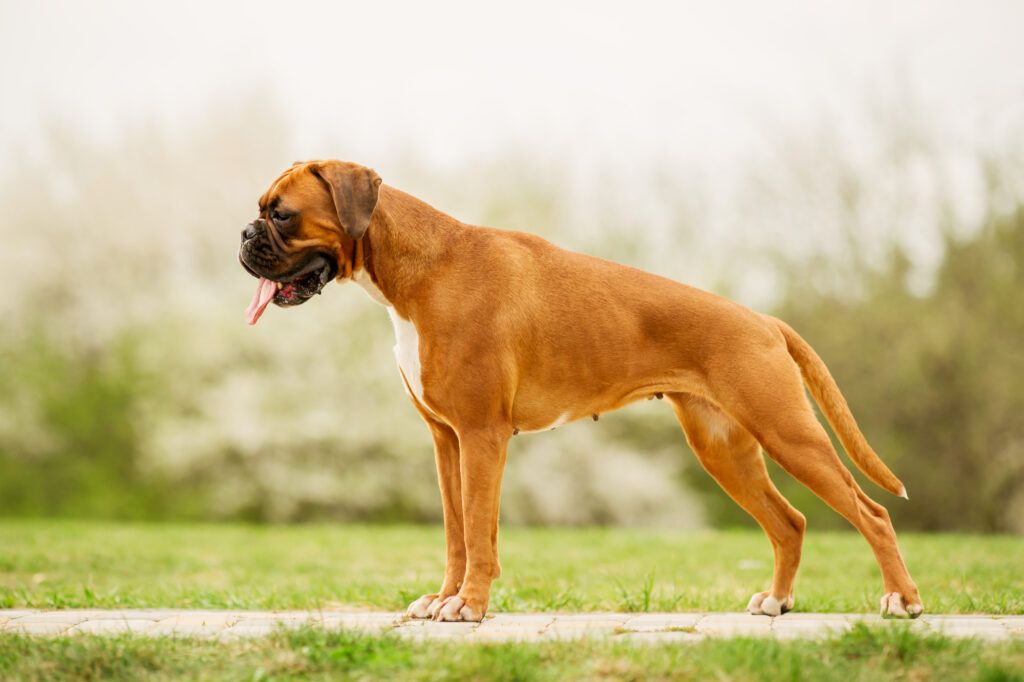 Beautiful Boxer Dog in Victoria