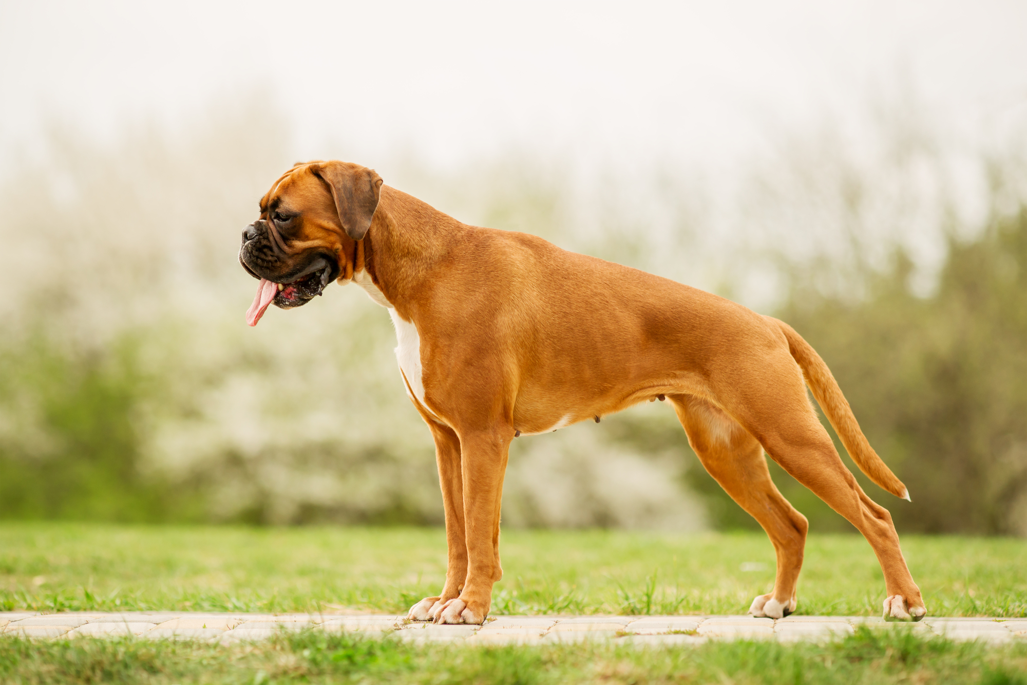 Boxer dog