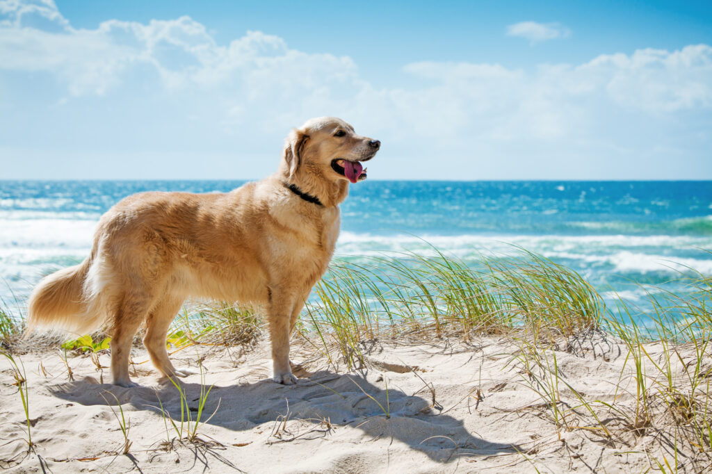Beautiful Golden retriever in Queensland