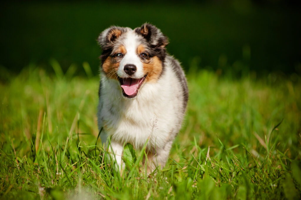 Cute Australian shepherd dog puppy running in Victoria