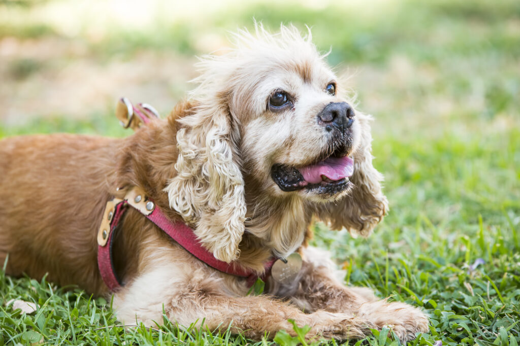 Beautiful Maltipoo dog in Missouri