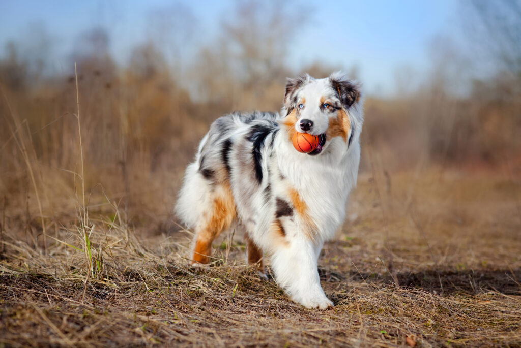 Beautiful Australian Shepherd walking in New South Wales