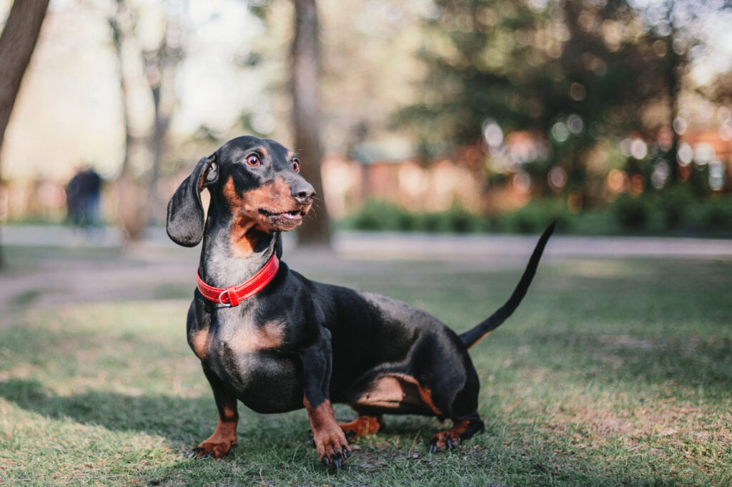 Cute Dachshund dog in New South Wales