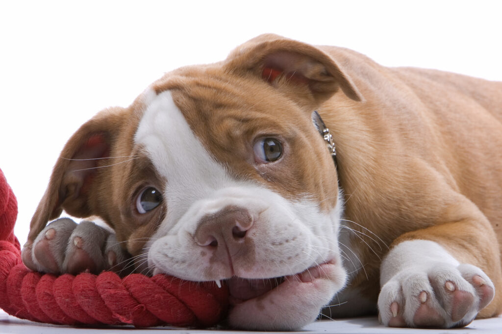 Cute Boxer puppies lying on his belly in New South Wales